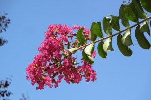 Lagerstroemia indica (1200 x 799)